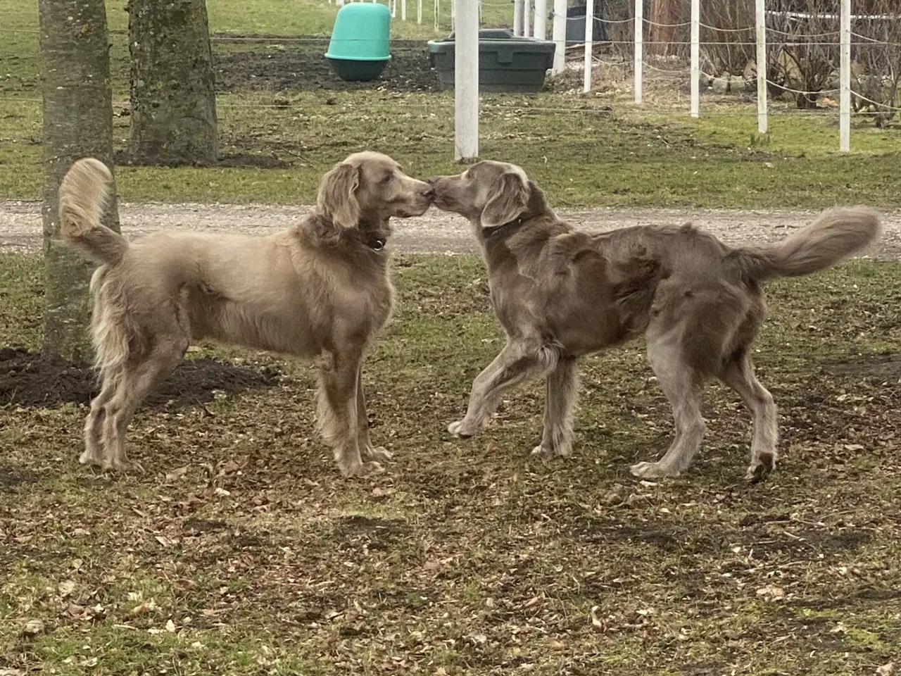 Billede 6 - Langhåret Weimaraner hvalpe
