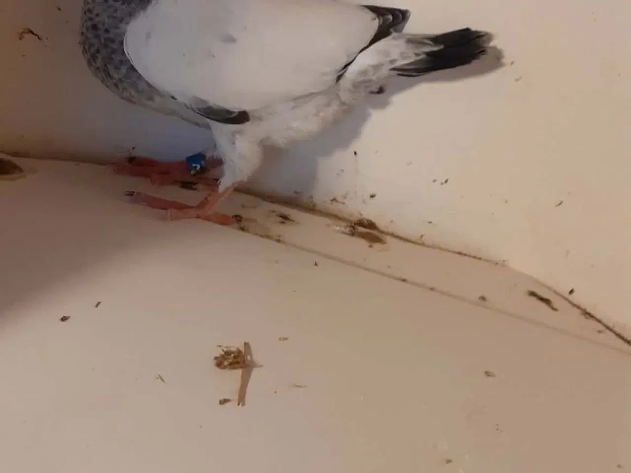 Billede 1 - Brevduer unger med DFK ringe