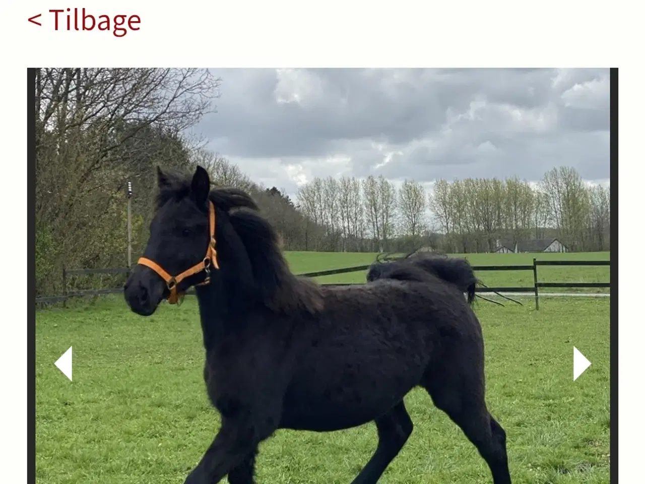 Billede 2 - Barok friser Hoppe 