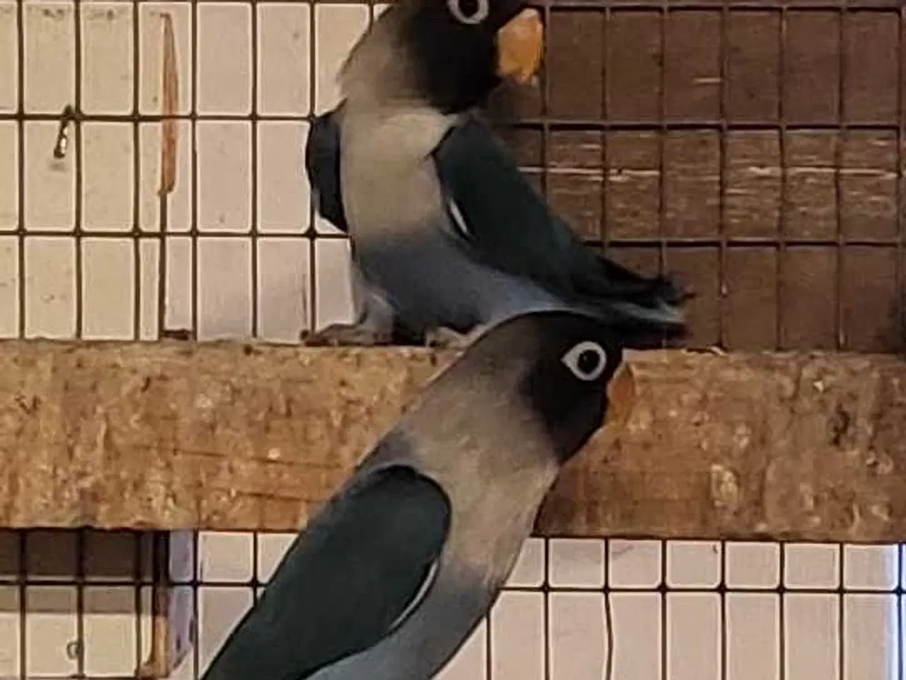 Billede 1 - Sorthoved dværgpapegøjer