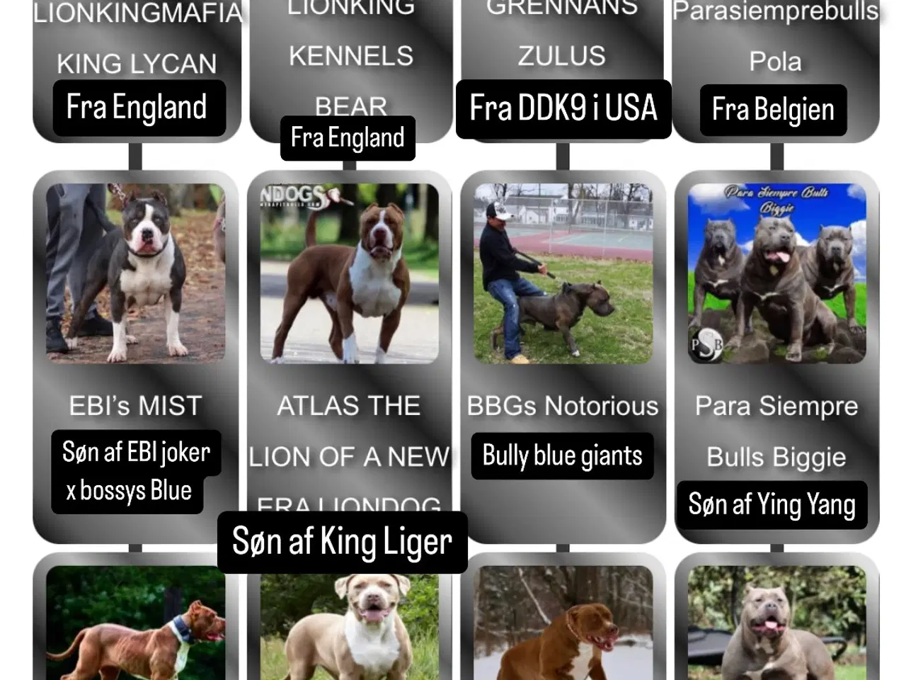 Billede 5 - Avl King Zeus American Bully