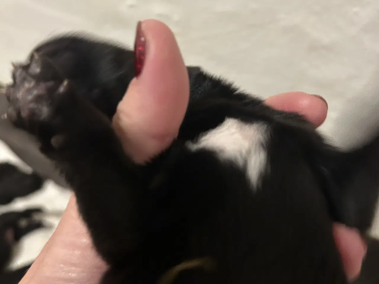 Billede 3 - Labrador/rottweiler hvalpe