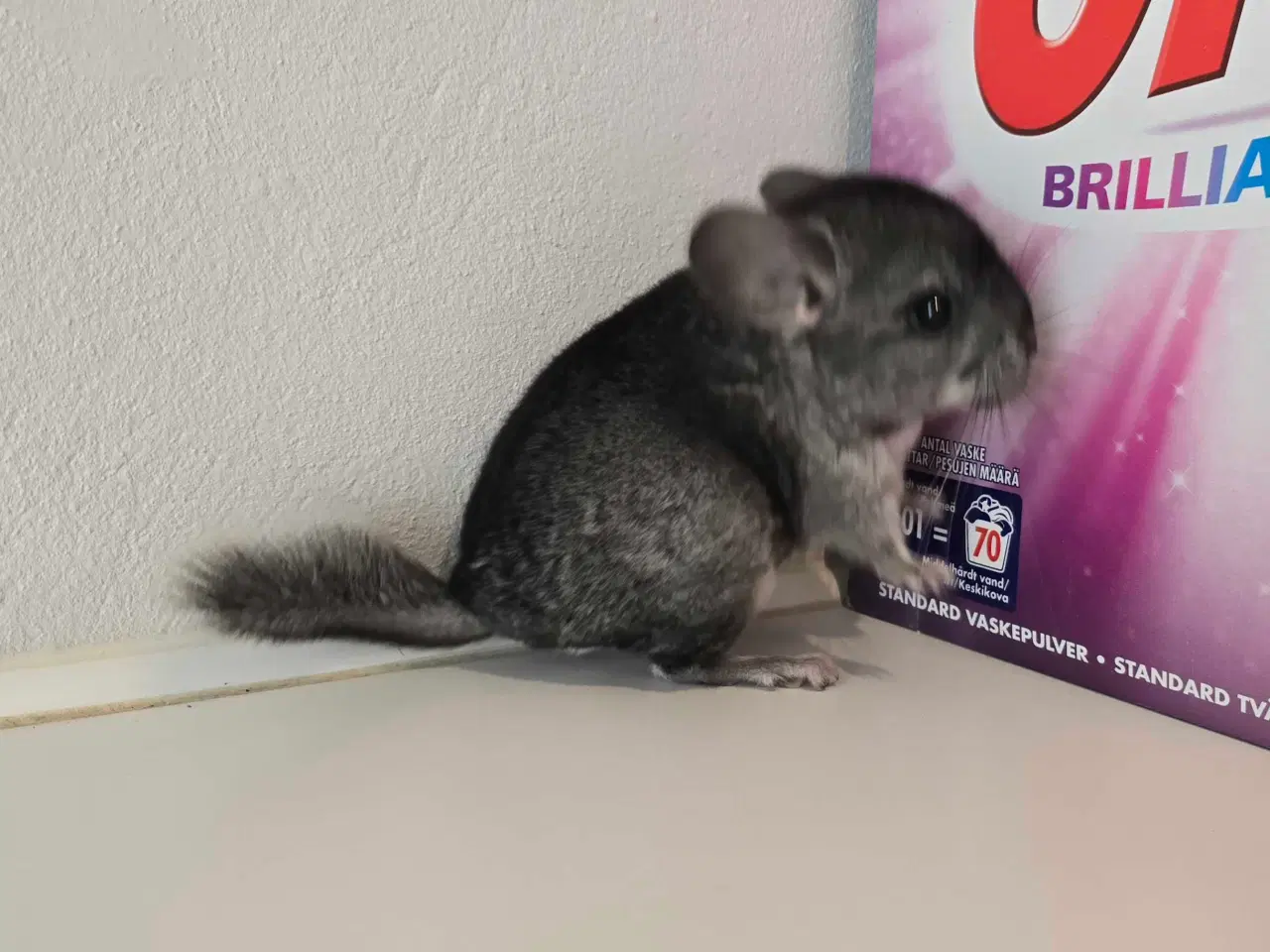 Billede 3 - Chinchilla unge 