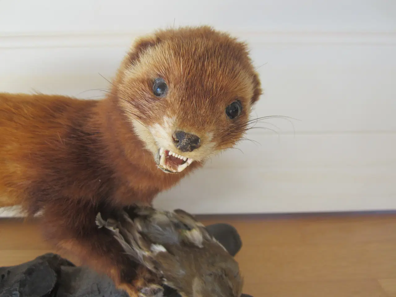 Billede 2 - Rigtig fin udstoppet Ilder med en fugl. se billede