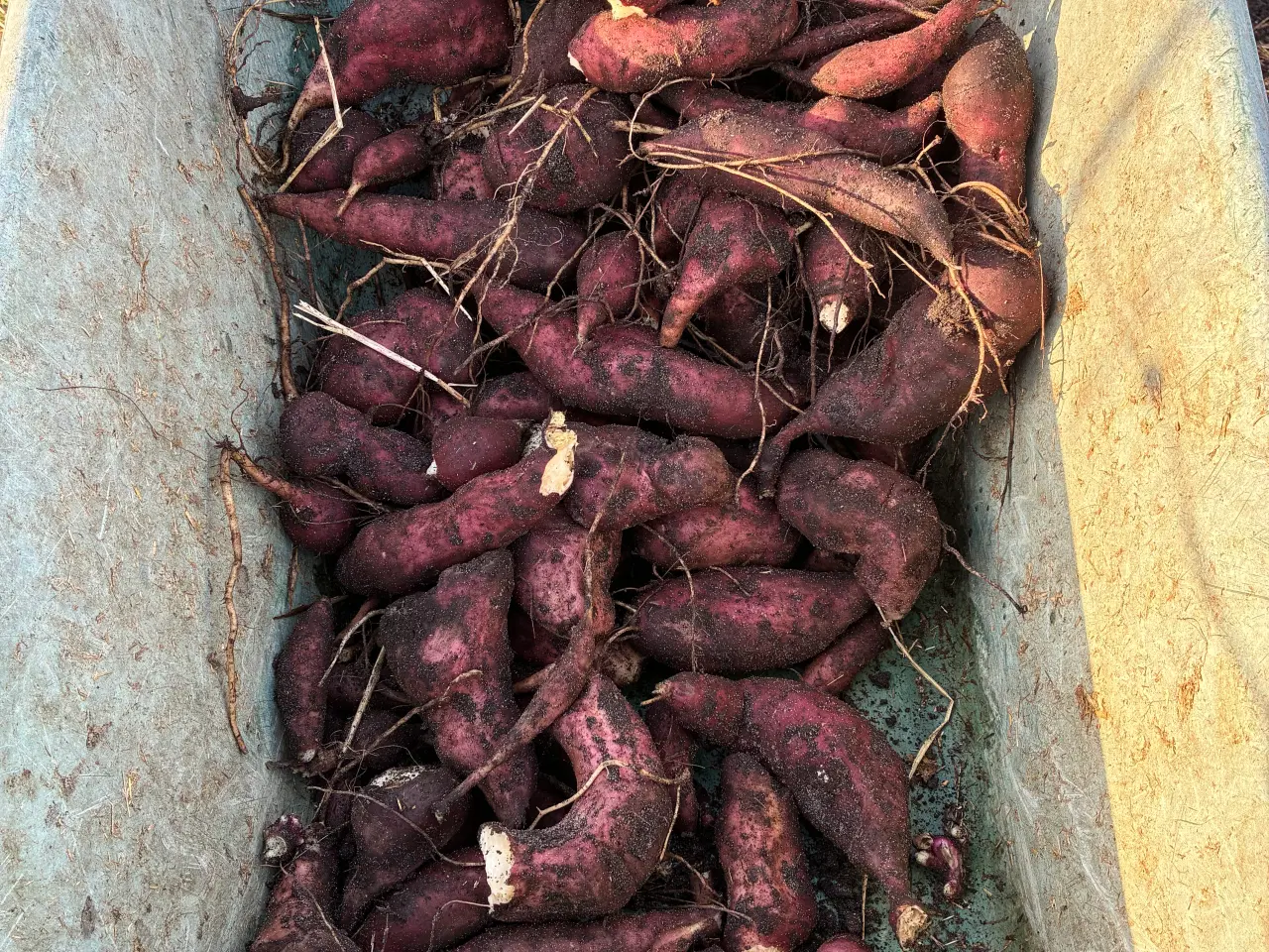 Billede 1 - Yacon - kraftige rødder/aflæggere