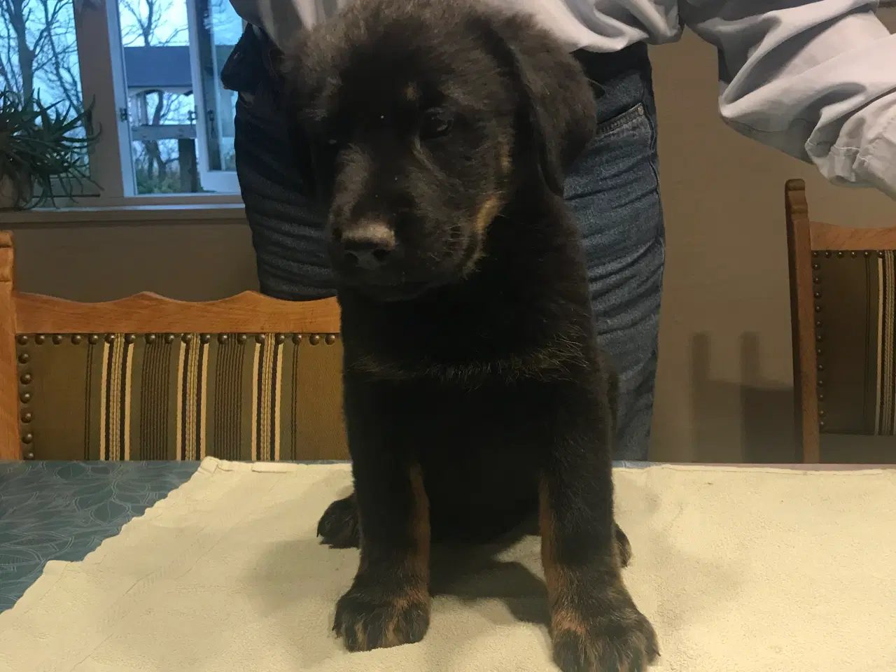 Billede 1 - Rottweiler/schæfer hvalp