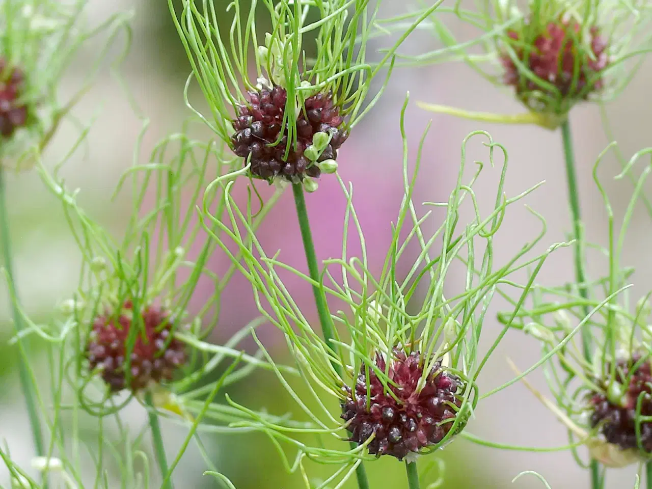 Billede 1 - Allium Hair – Flotte grønne prydløg 
