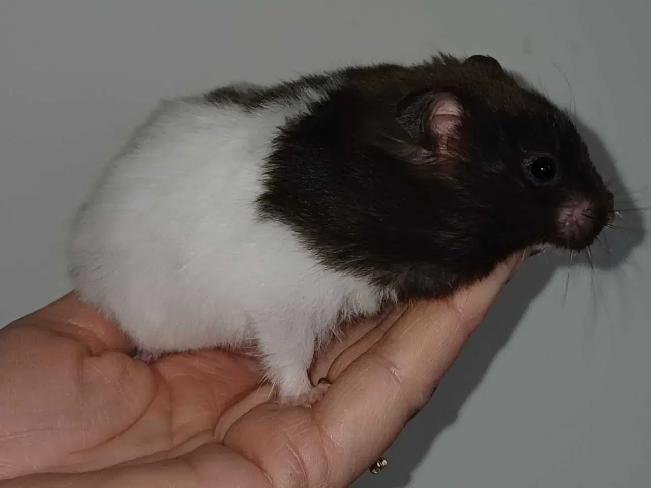 Billede 11 - Guldhamster unger