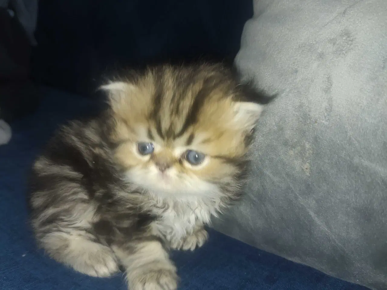 Billede 5 - Perser killinger 