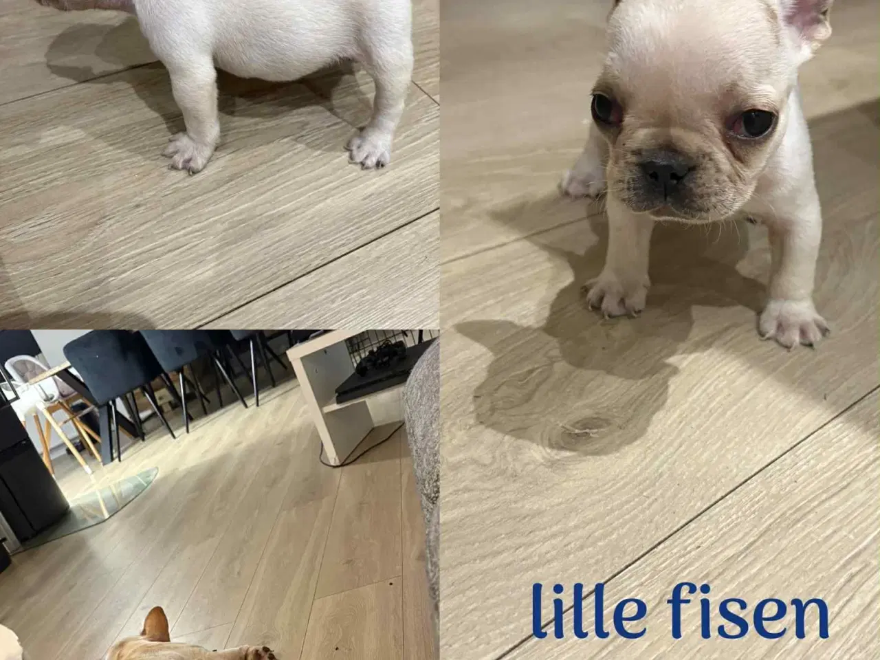 Billede 2 - Fransk bulldog hvalpe