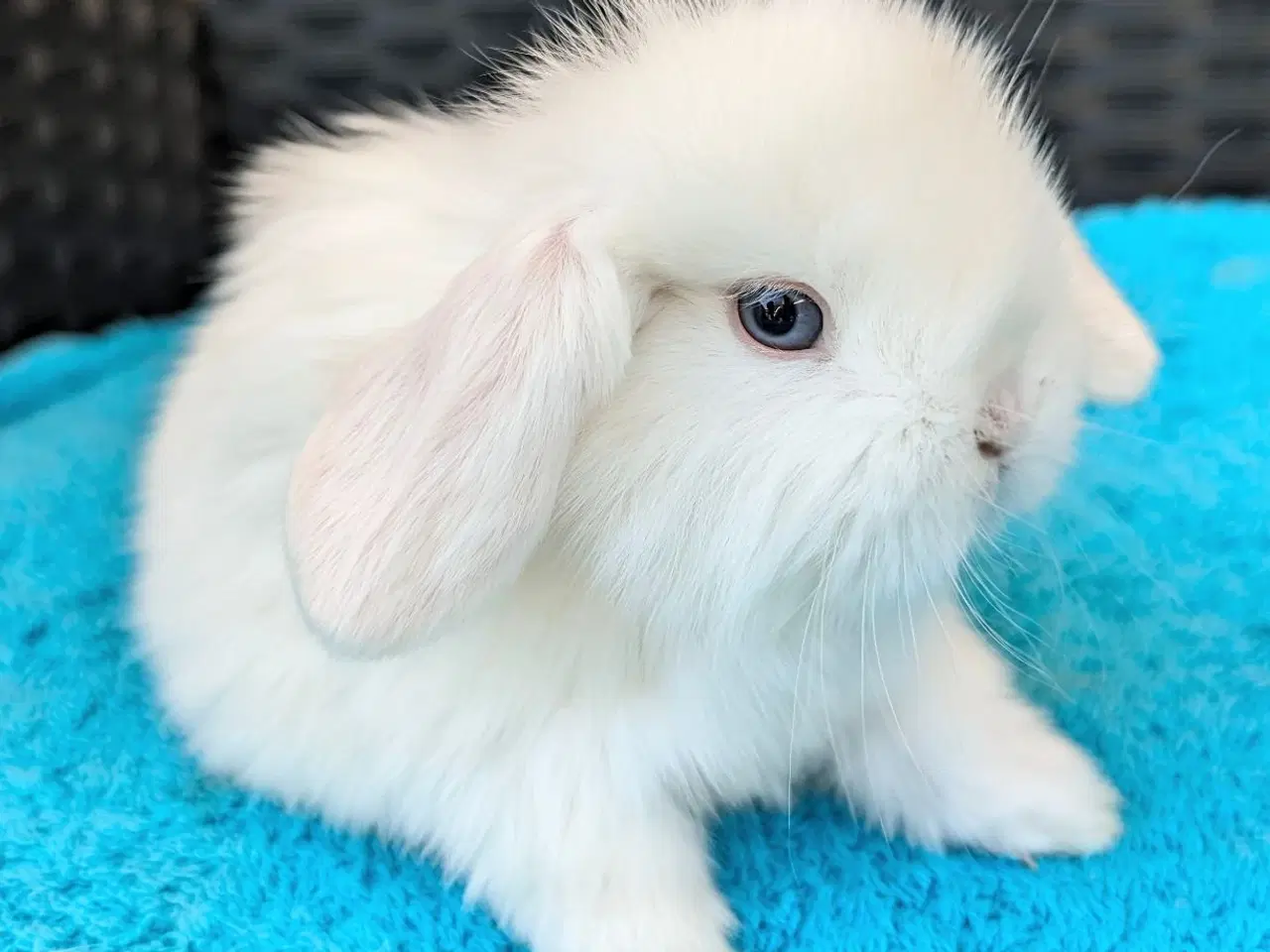 Billede 6 - Minilop kaninunge sælges