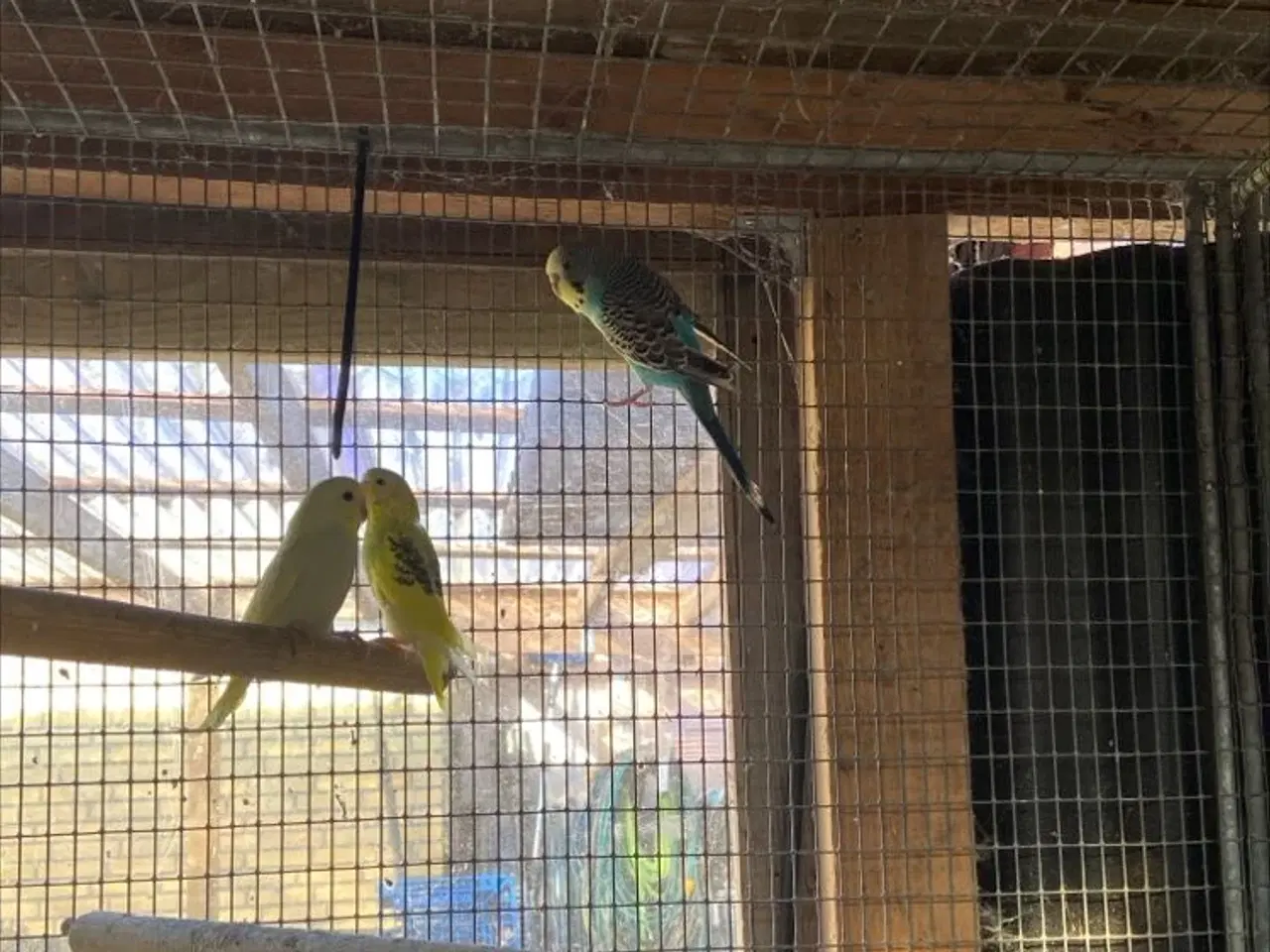 Billede 2 - Undulatunger mange faver