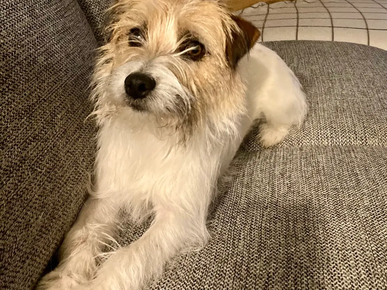 Billede 1 - Trofast følgesvend