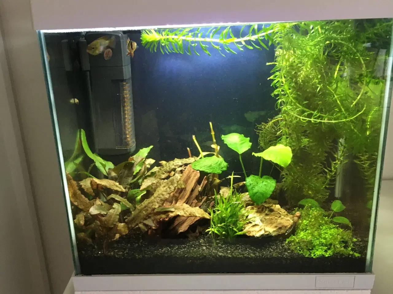 Billede 1 - Sommerfugle cichlide