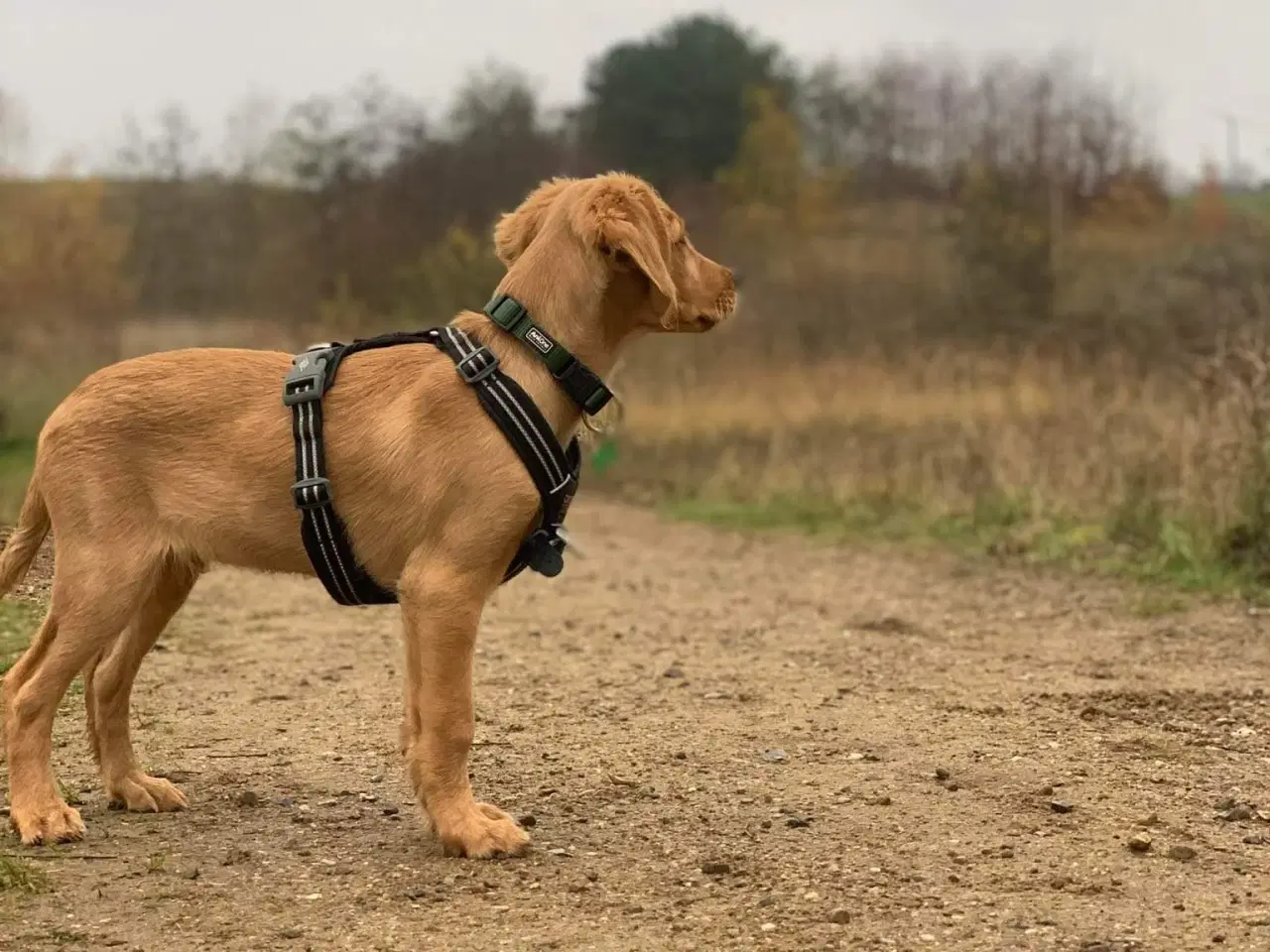 Billede 6 - Tilbyder Golden retriever hanhund til avl