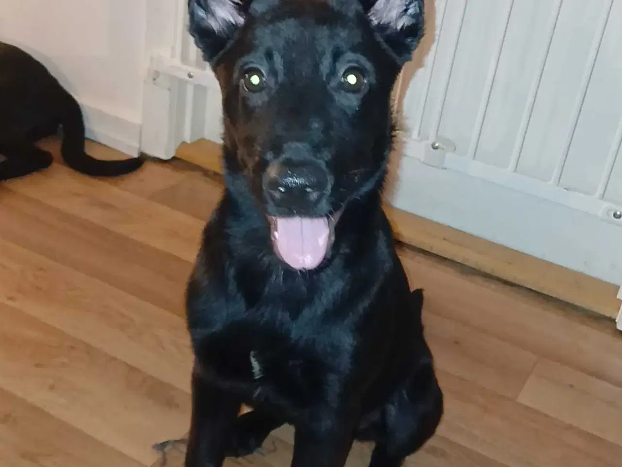 Billede 6 - Klar til at flytte hjemmefra 🐕 