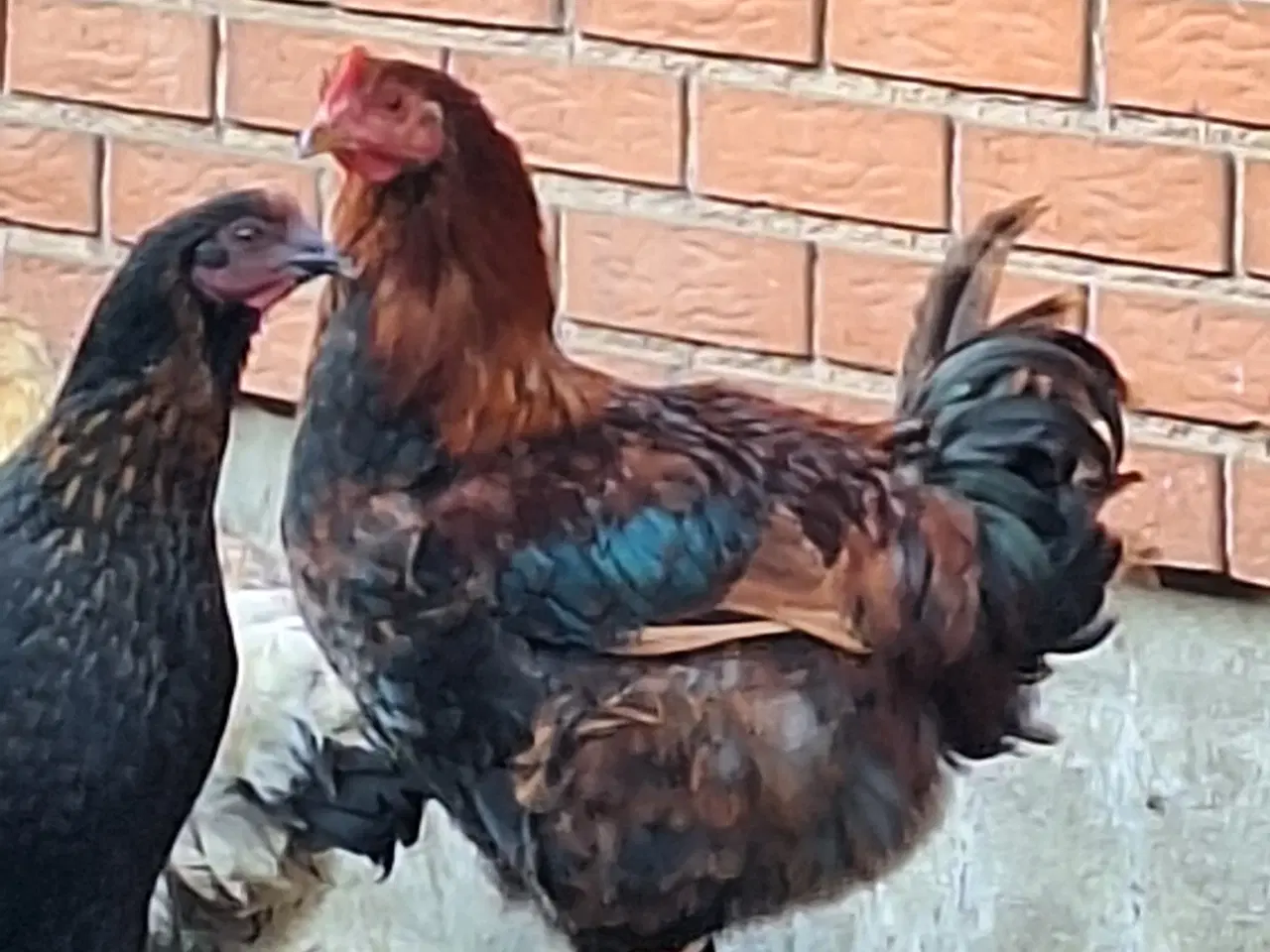 Billede 4 - To flotte unghaner