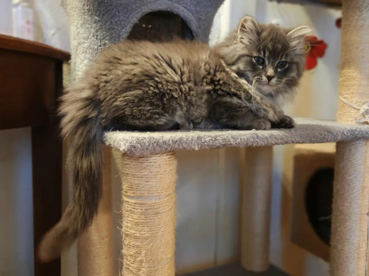 Billede 3 - Ragdoll- Skovkat mor. Far Ragdoll