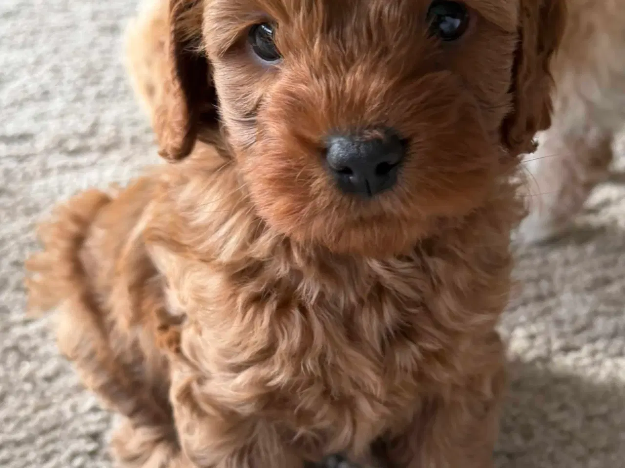 Billede 7 - Cavalier puddel 