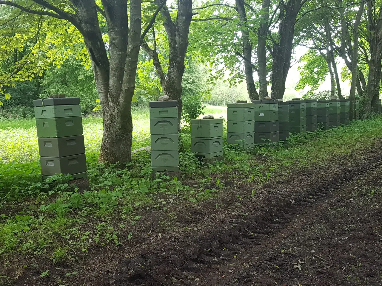 Billede 6 - Ægte Honning fra Naturpark Åmosen sælges