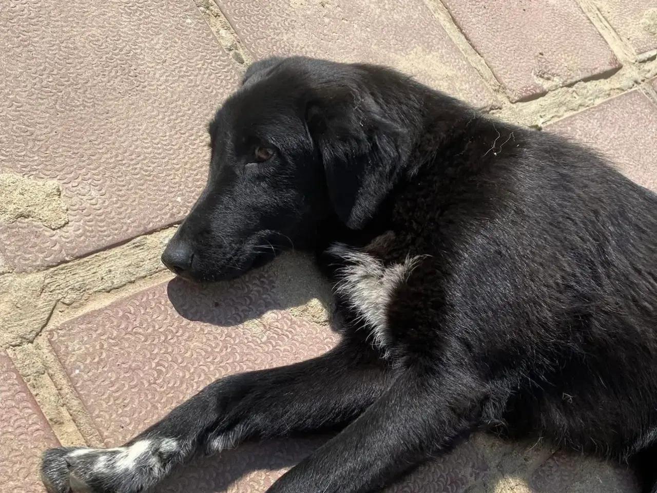 Billede 9 - Sødeste Frederikke søger familie ❤️