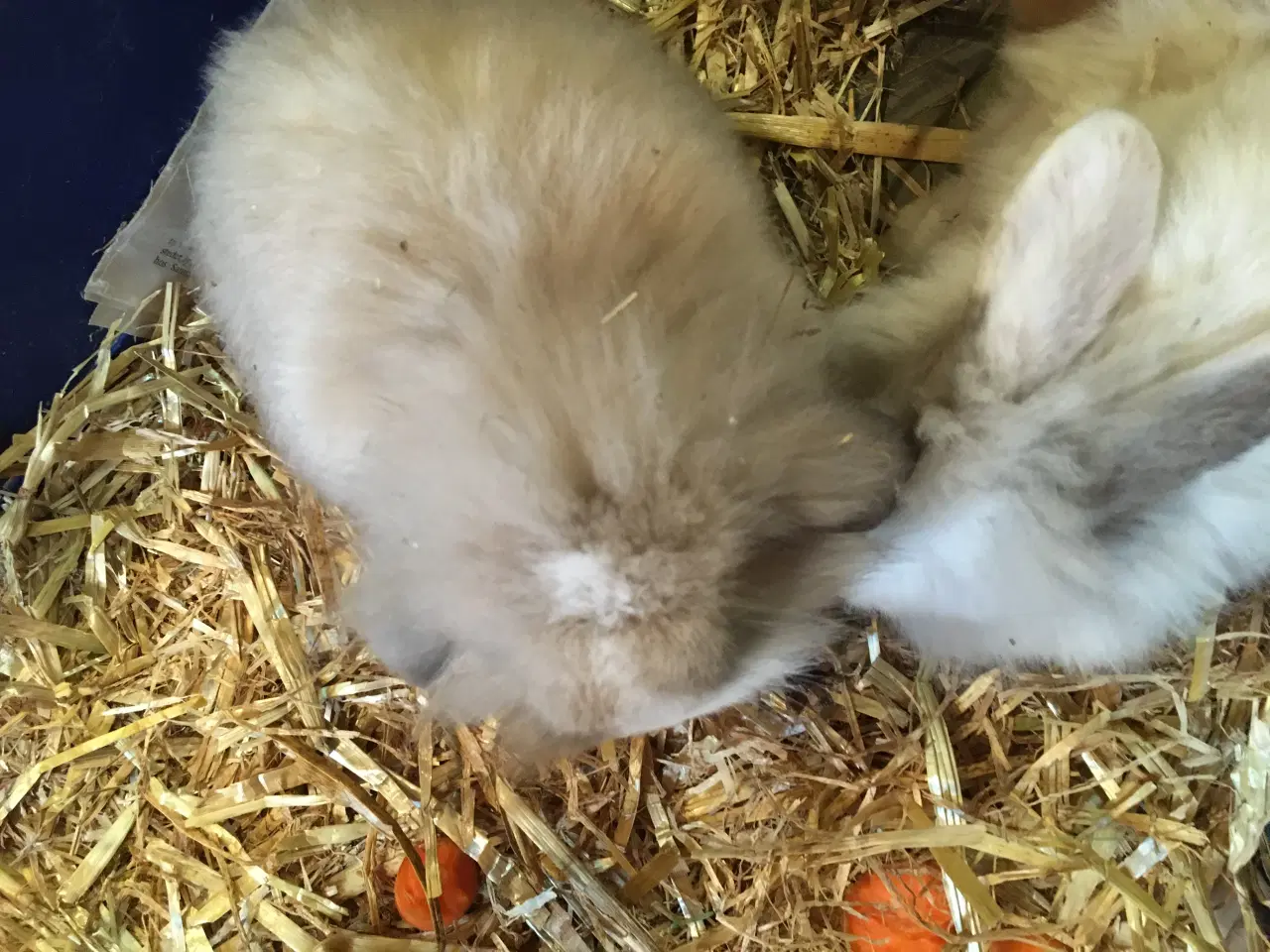 Billede 6 - Lille Valde er nu klar til at komme videre