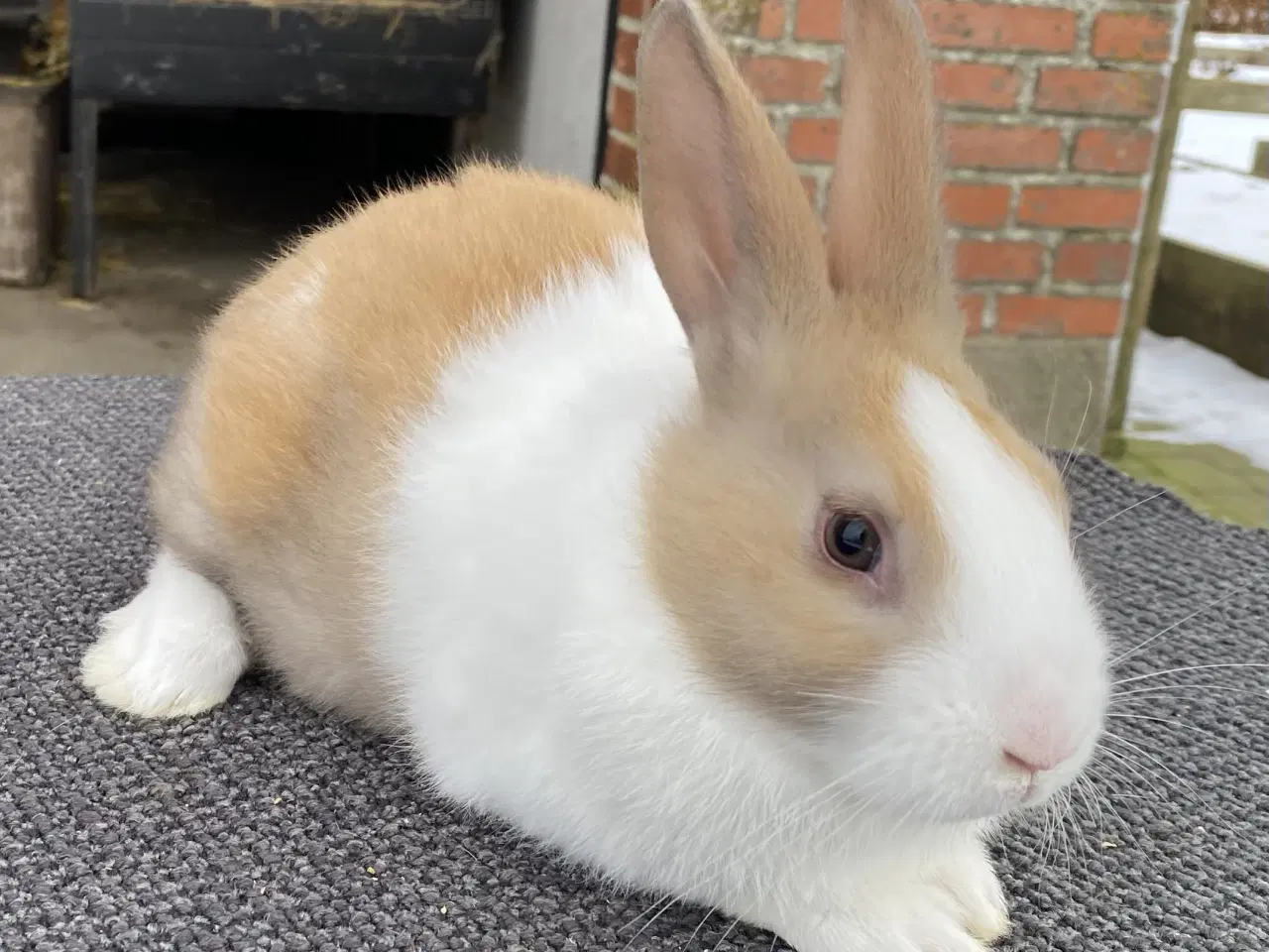 Billede 4 - HOLLÆNDERE HAN MADAGASCAR