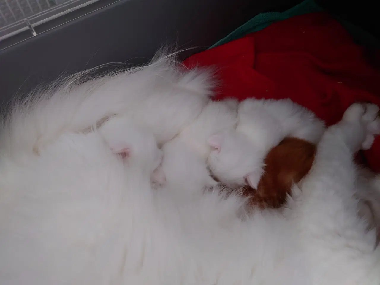 Billede 2 - Maine coon killinger uden tavle