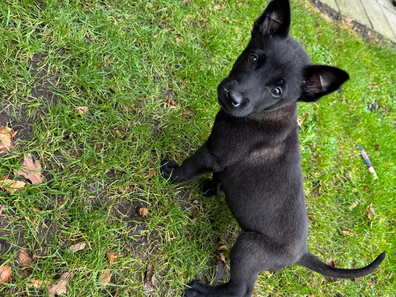 Billede 3 - Black Belgisk Malinois Hvalp/ Tvæe