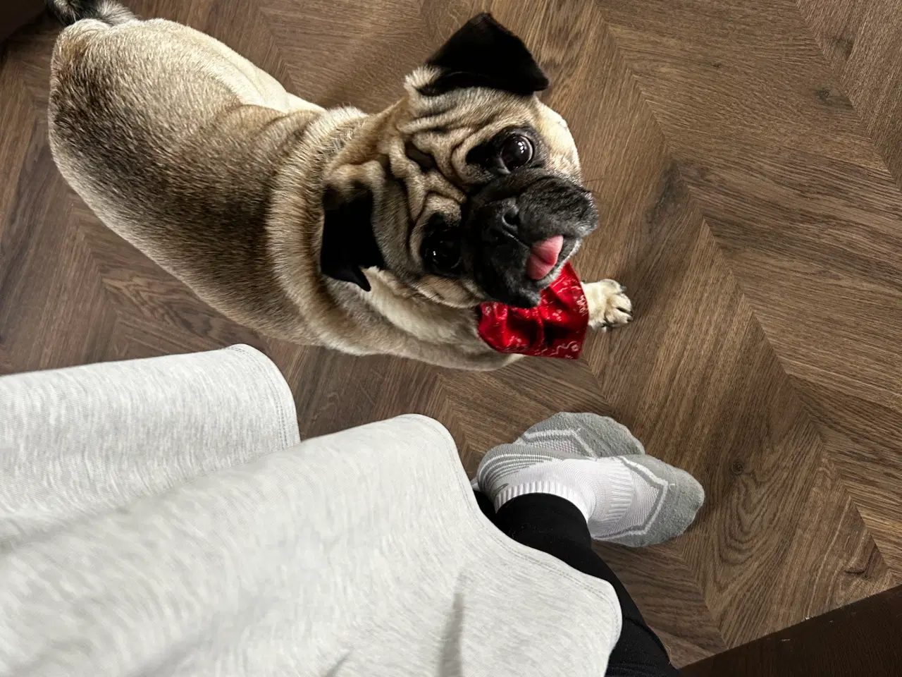 Billede 1 - Vi søger bror eller søster til vores mopsedelle