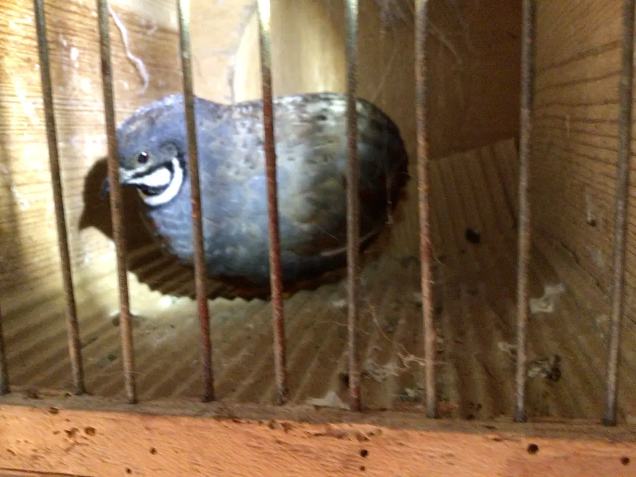 Billede 3 - Dværgvagtler