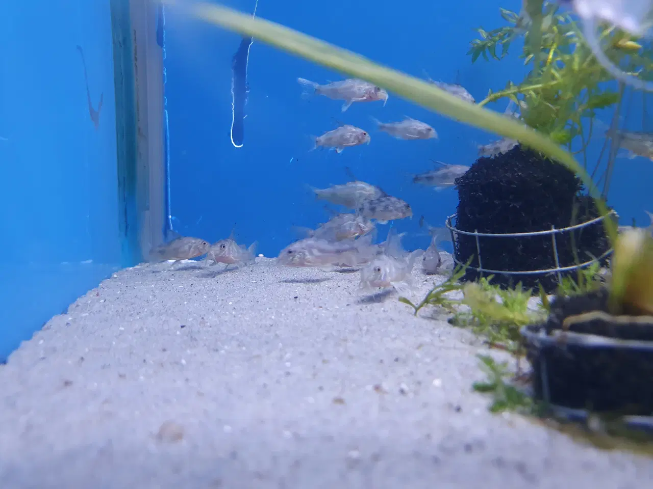 Billede 5 - Plettet pansermaller (Corydoras paleatus)