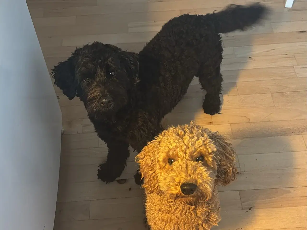 Billede 10 - Goldendoodle/dværgpuddel hvalpe