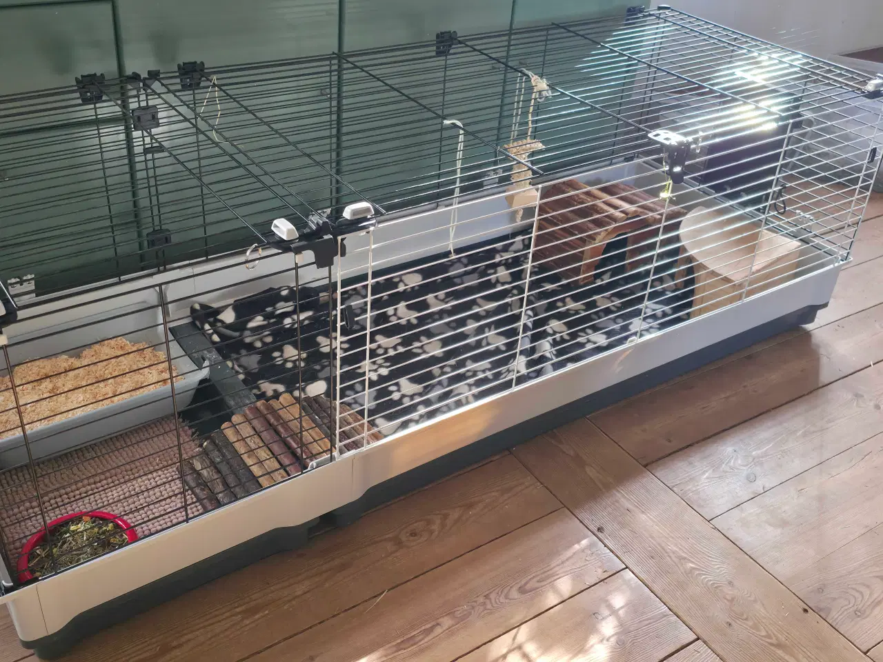 Billede 1 - Marsvin med alt