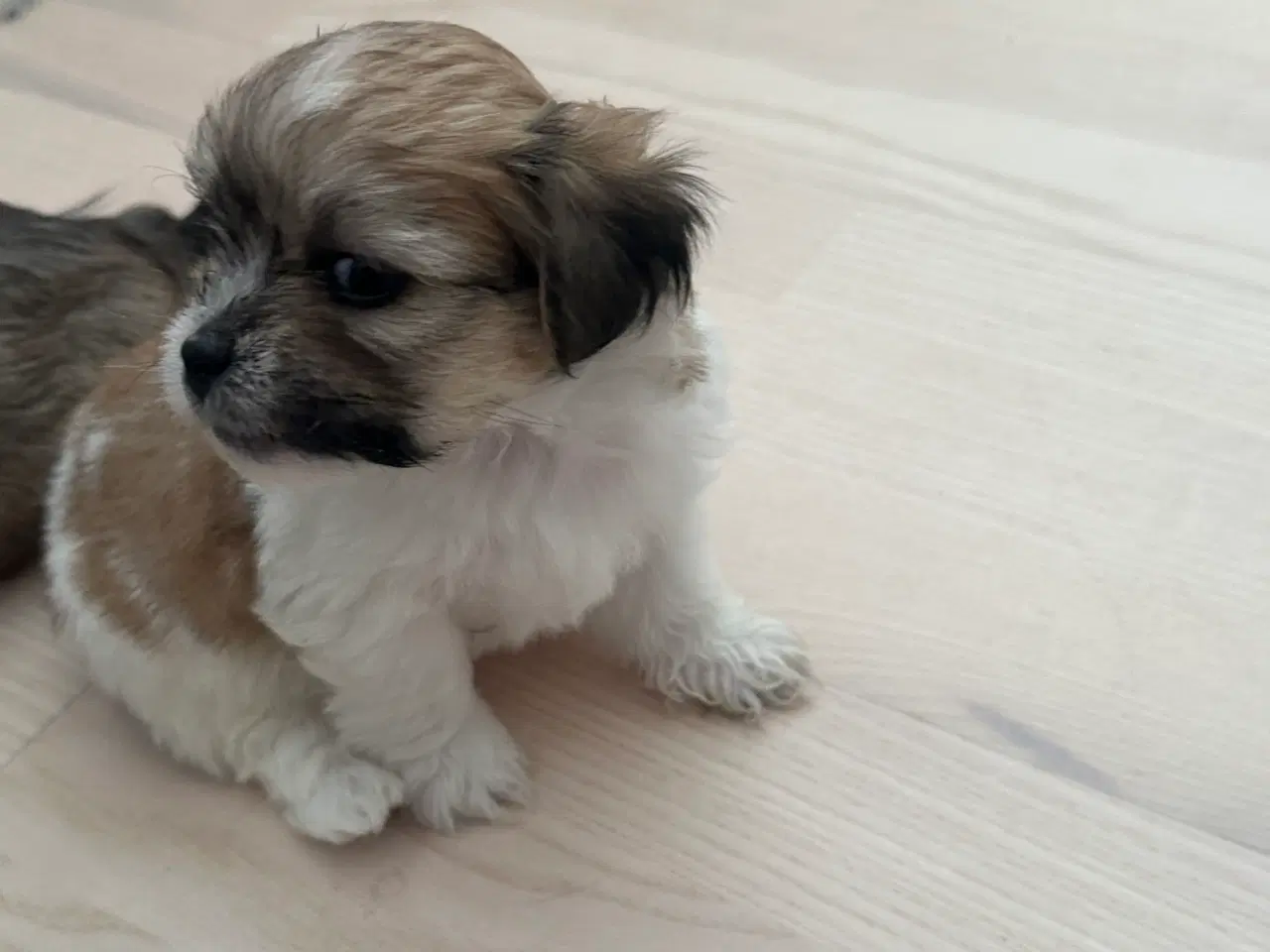 Billede 4 - Calle - Lhasa apso
