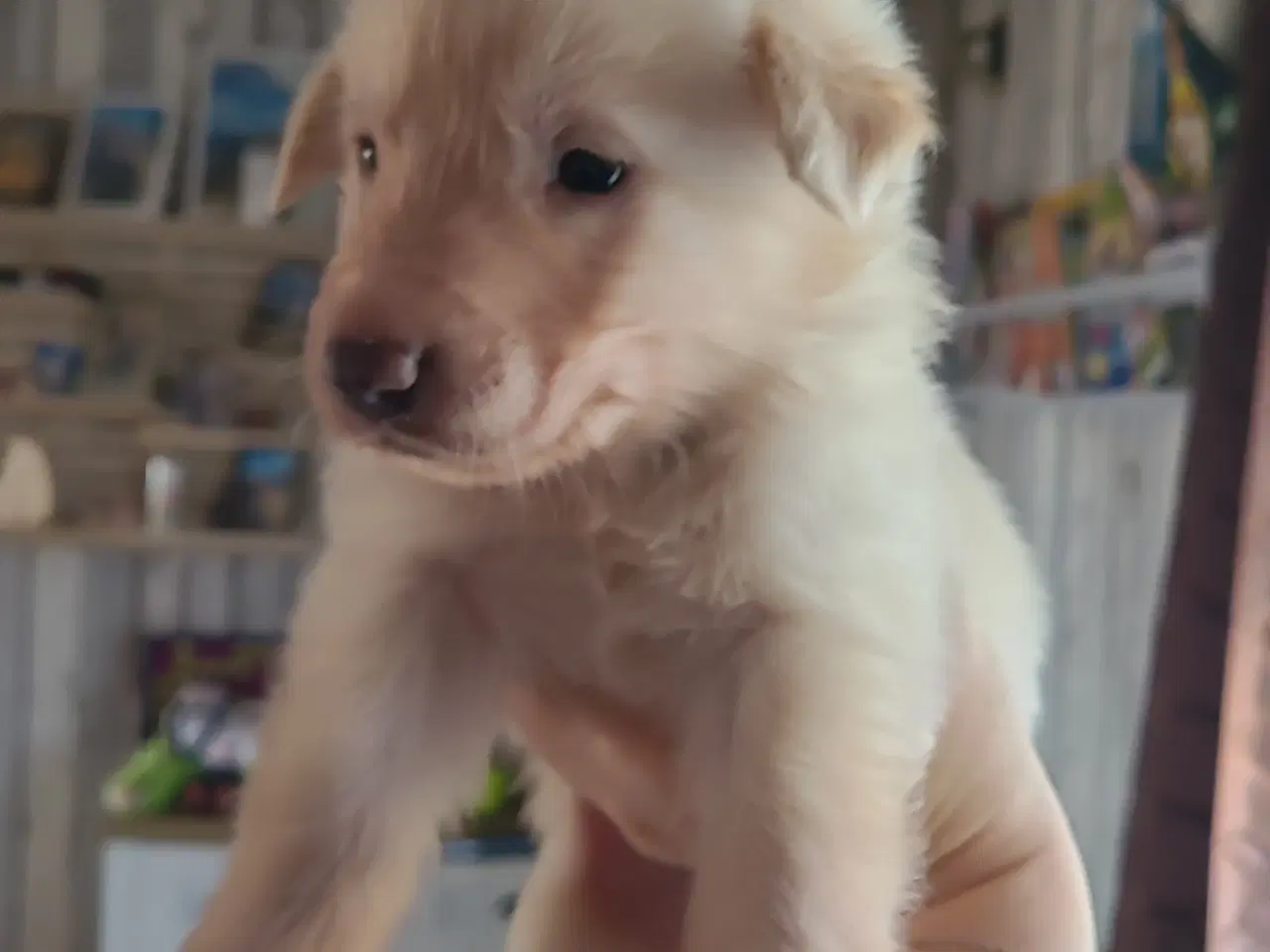 Billede 6 - Schæfer Australien shepherd hvalpe 