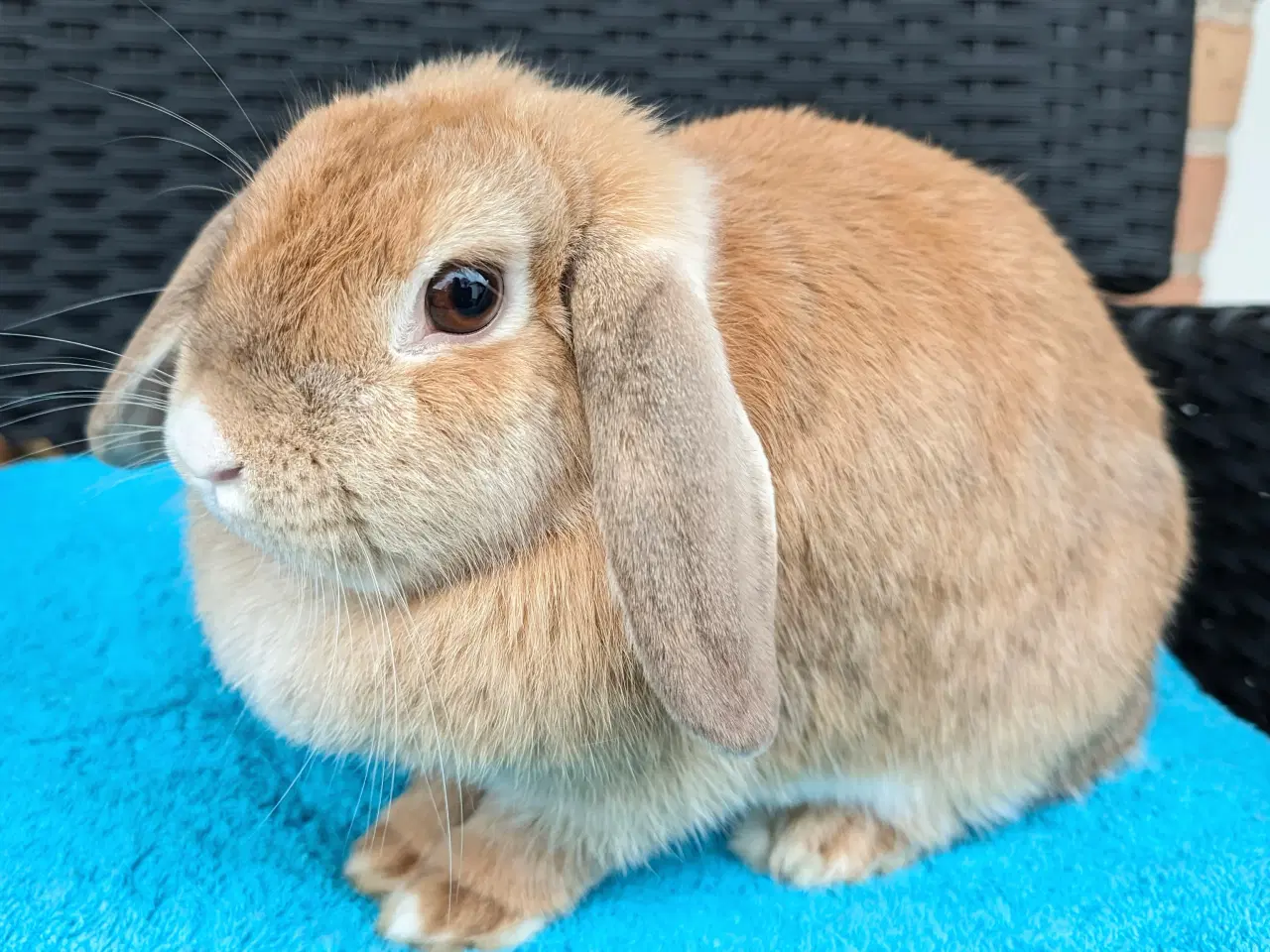 Billede 6 - Minilop kaninpar