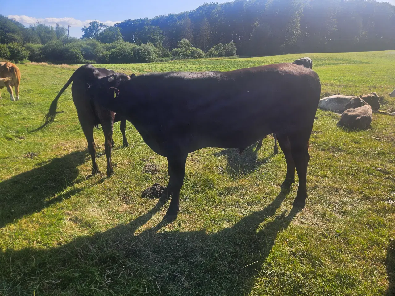 Billede 1 - Wagyu tyr med stamtavle