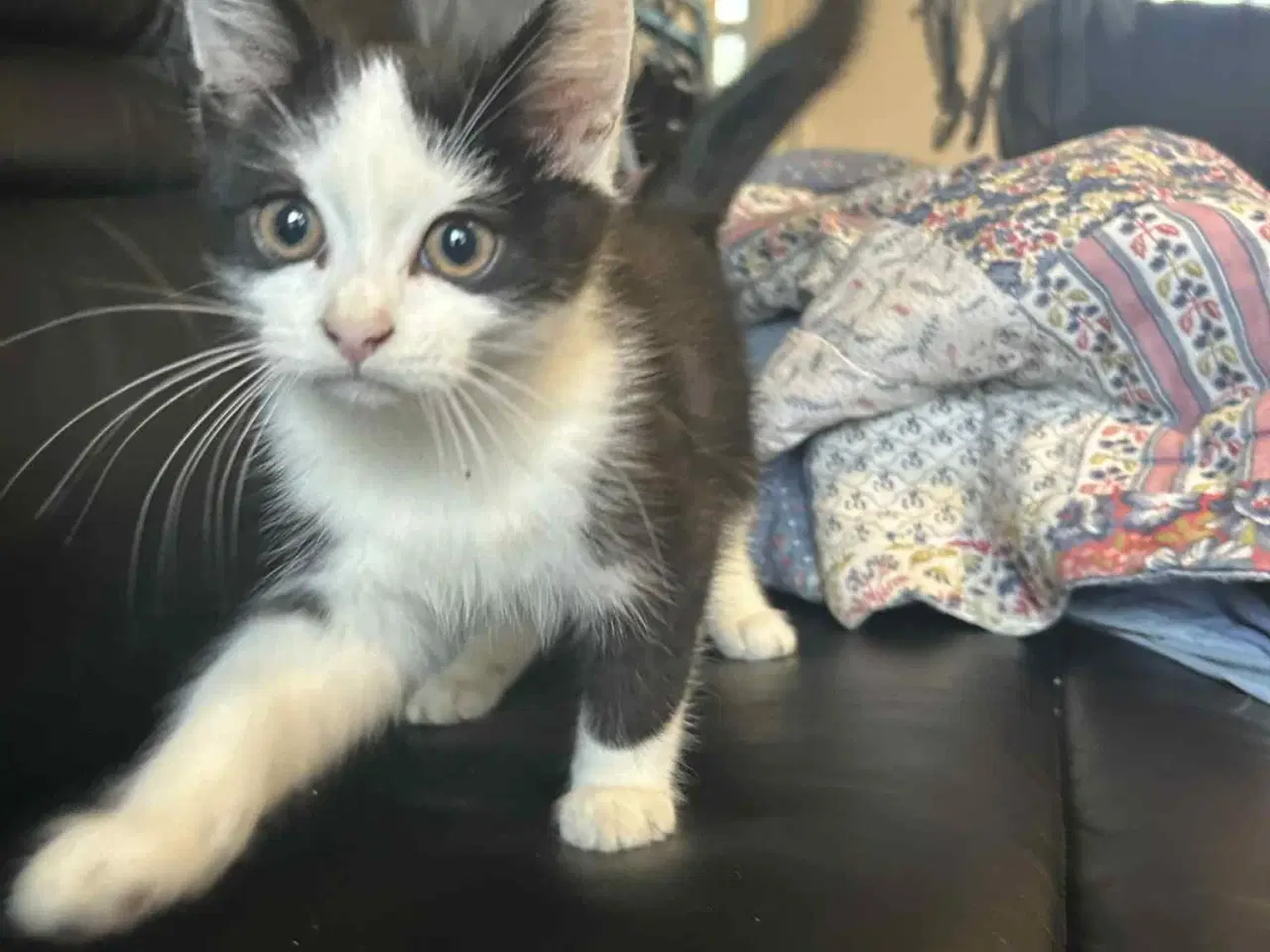 Billede 1 - Broget killing 