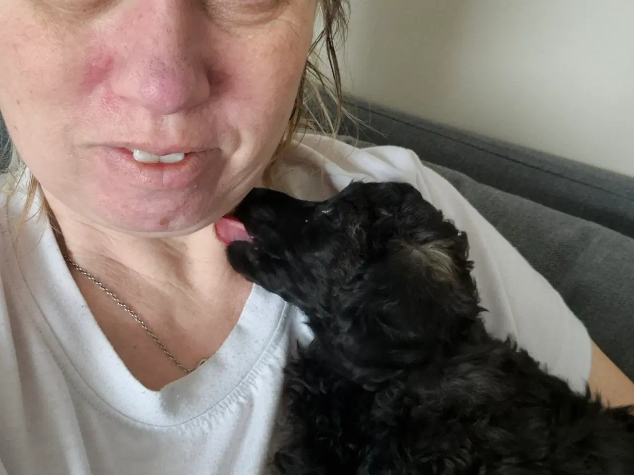 Billede 2 - Puddel hvalp