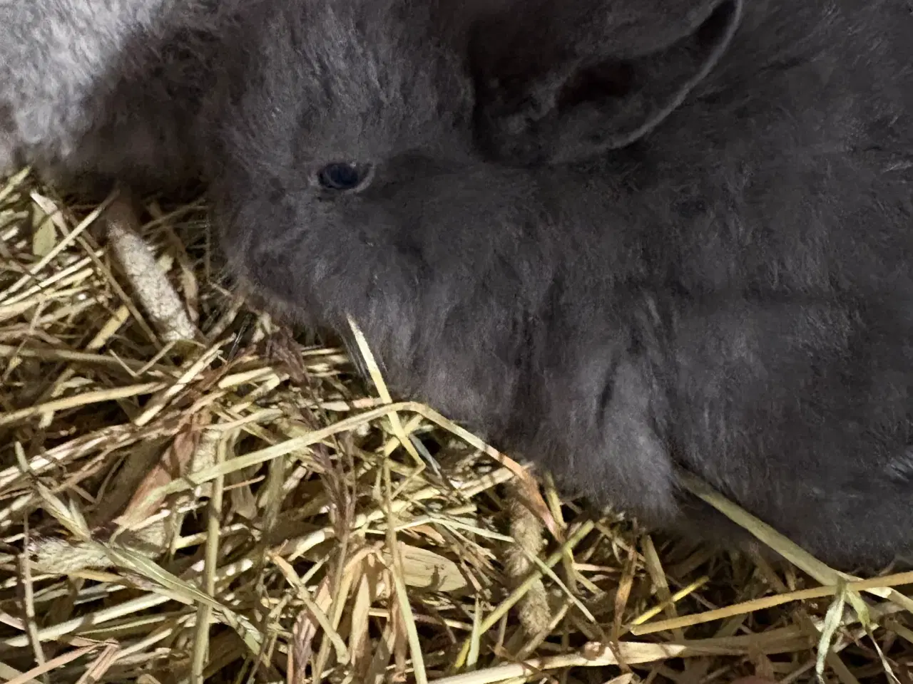 Billede 9 - Minilops piger