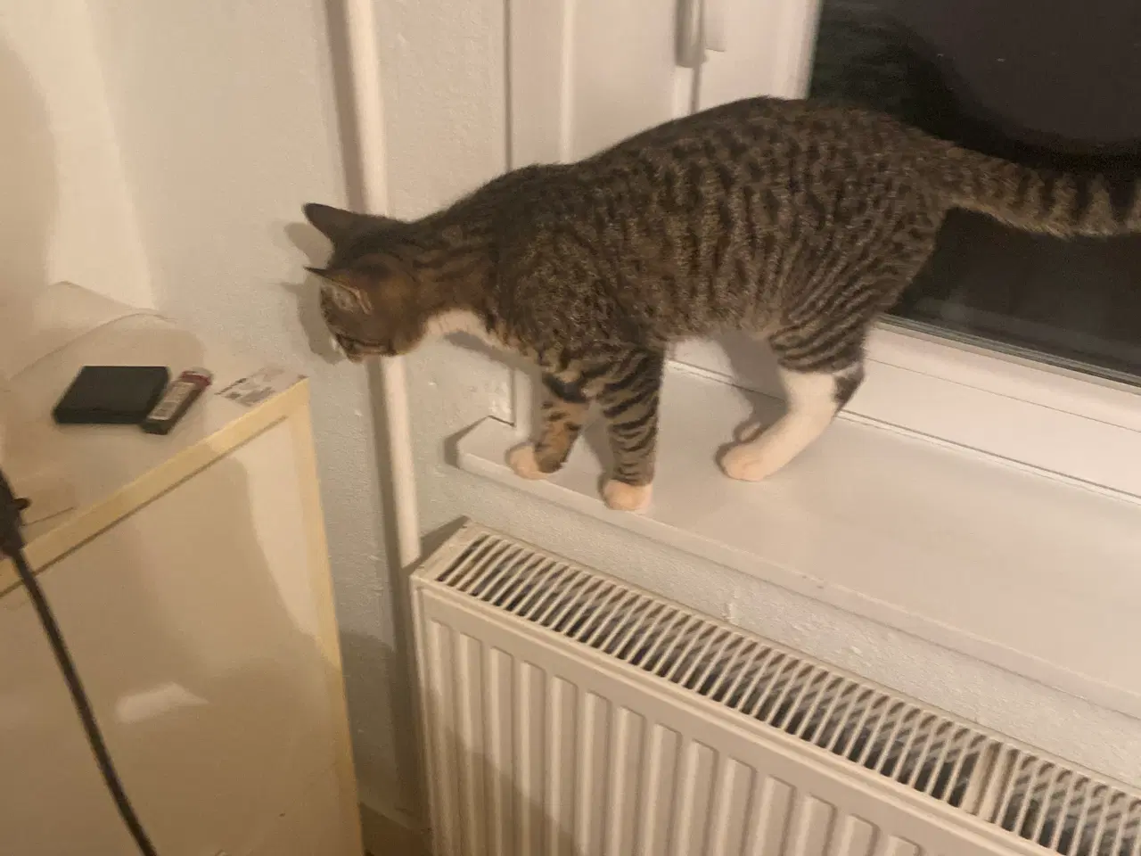 Billede 3 - En han killing og en hun  killing