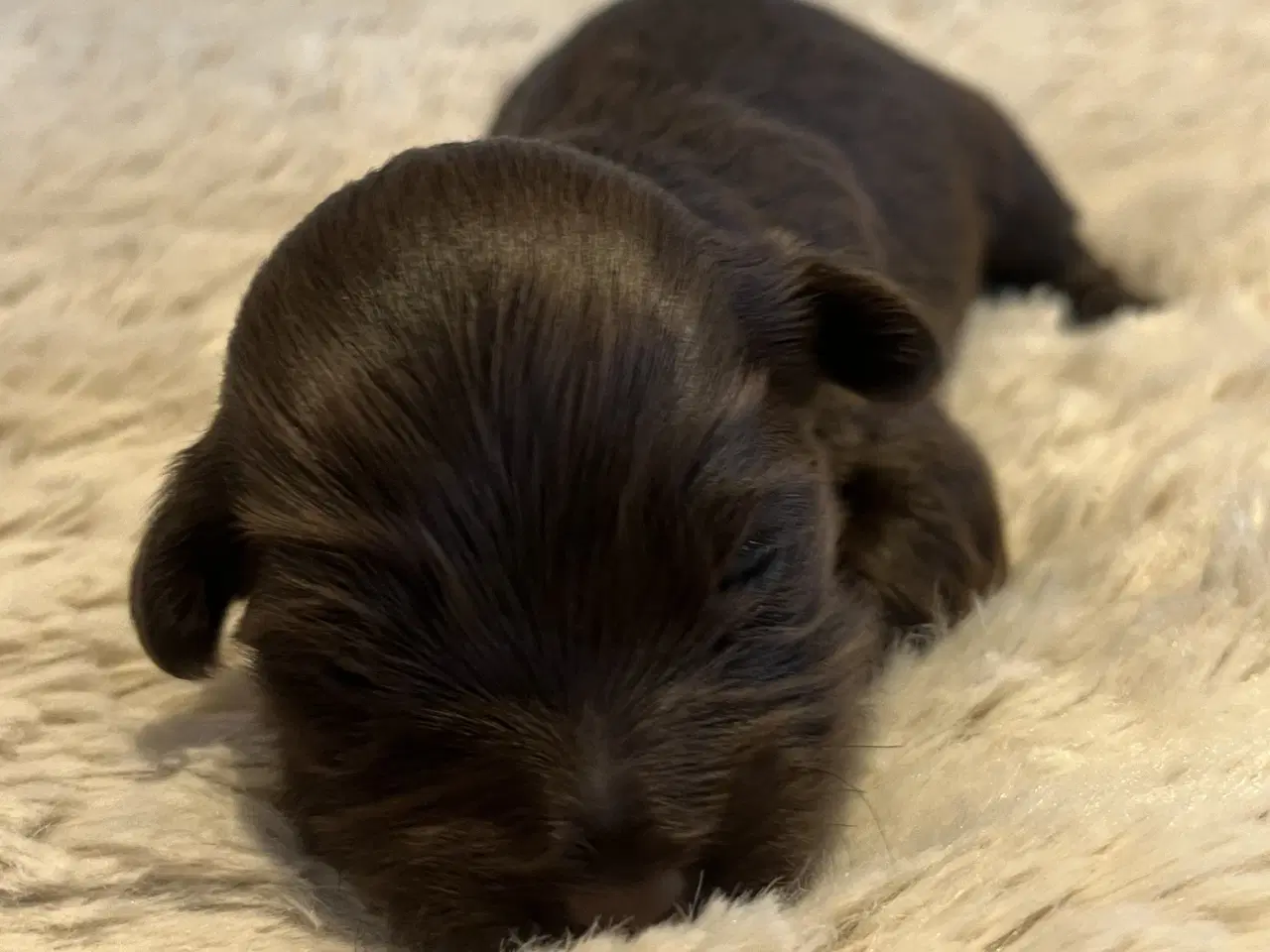 Billede 3 - Bichon Havanais hvalpe med DKK stamtavle. 