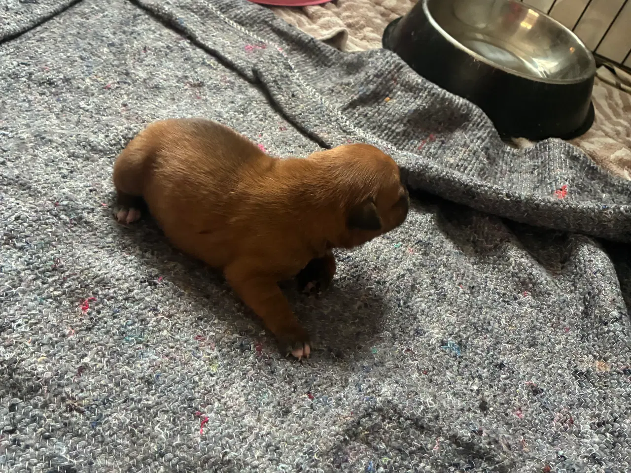 Billede 14 - 4 hvalpe staff 