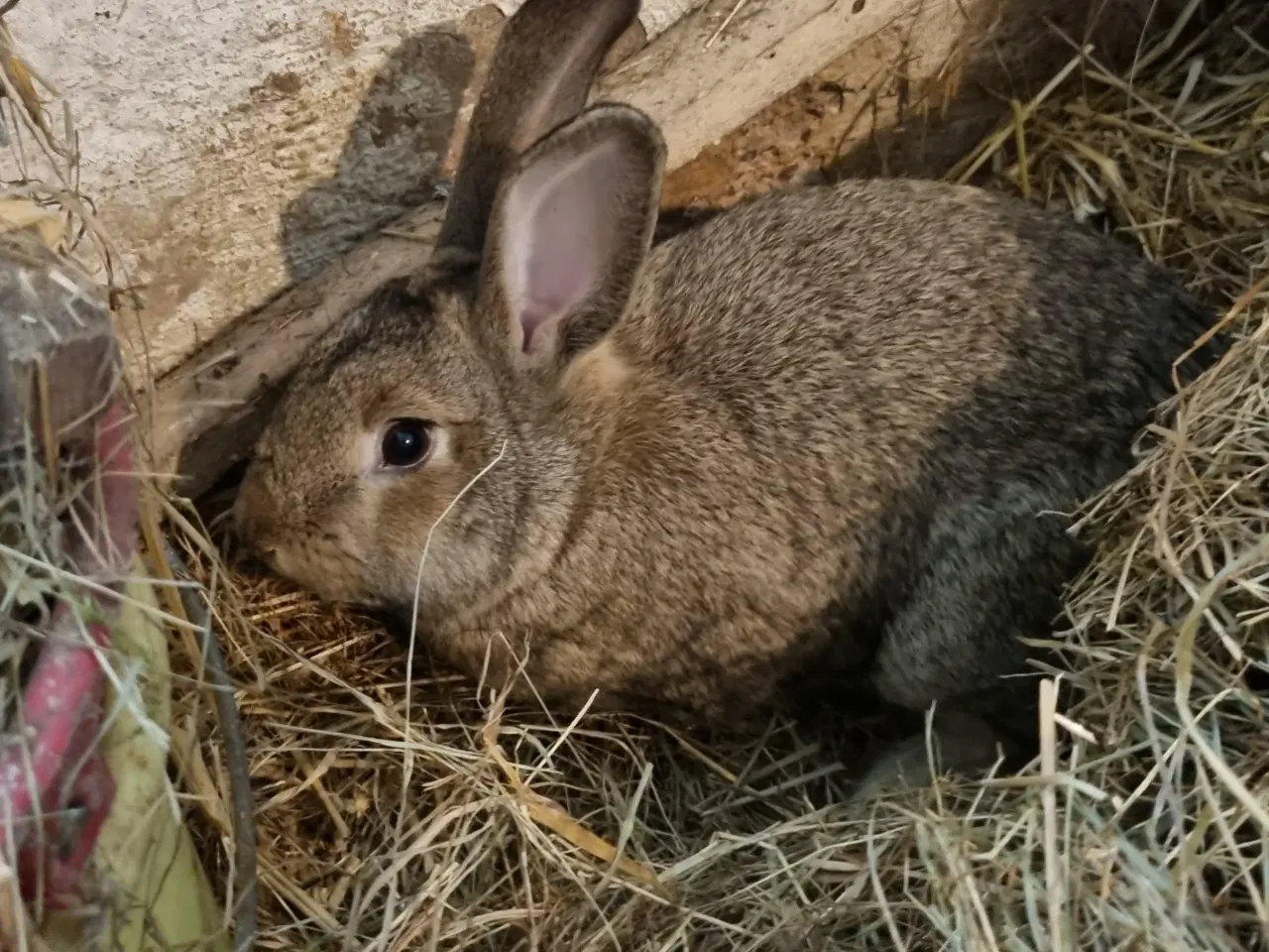 Billede 1 - Kaniner