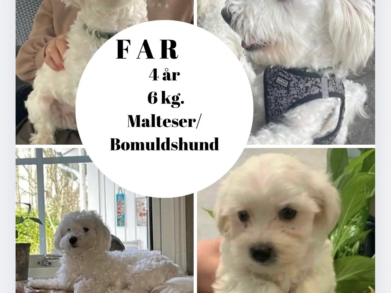Billede 2 - Skønne shih tzu & bomulds hvalpe 