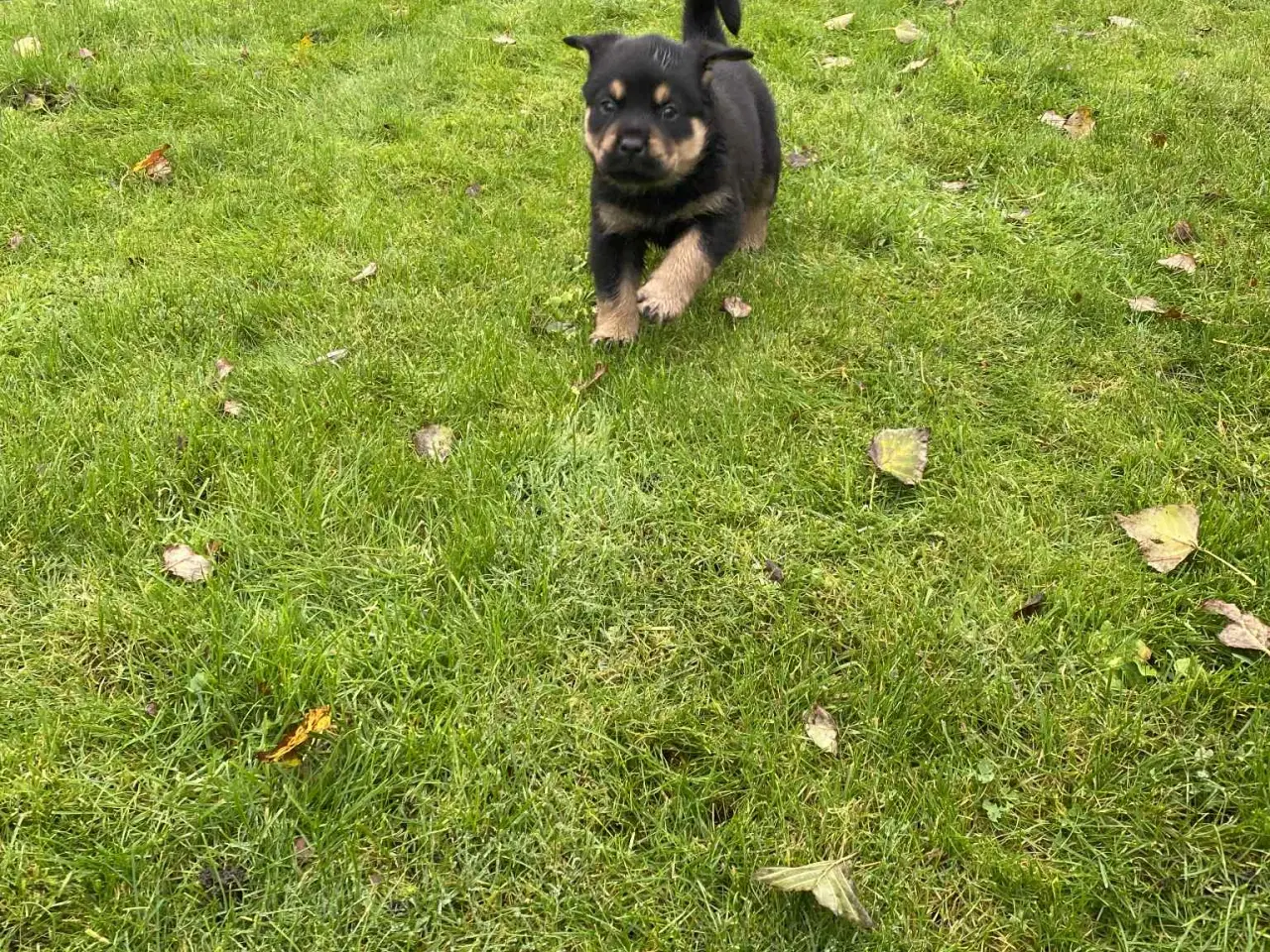 Billede 9 - Labweiler