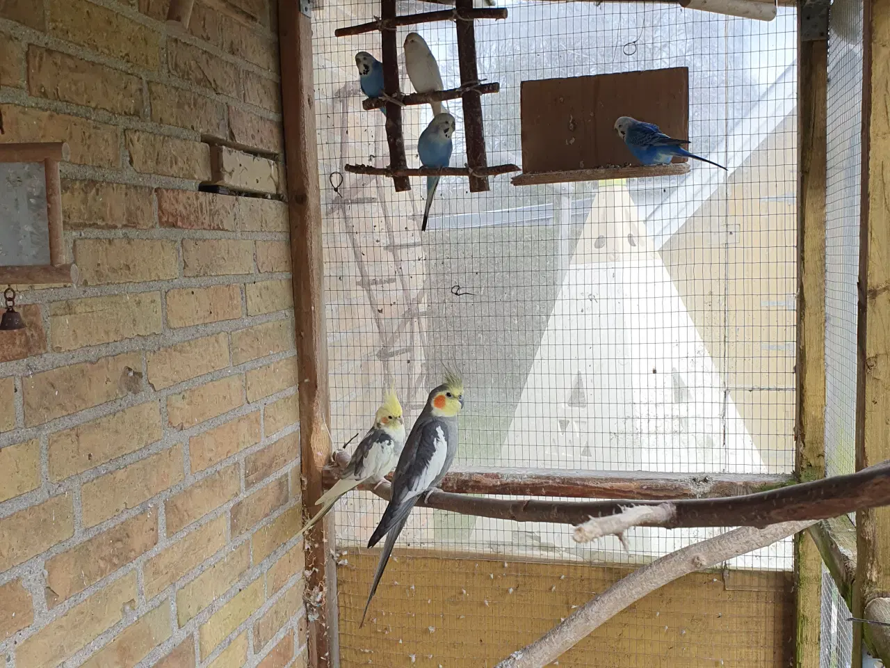 Billede 1 - Nymfeparakitter og undulater