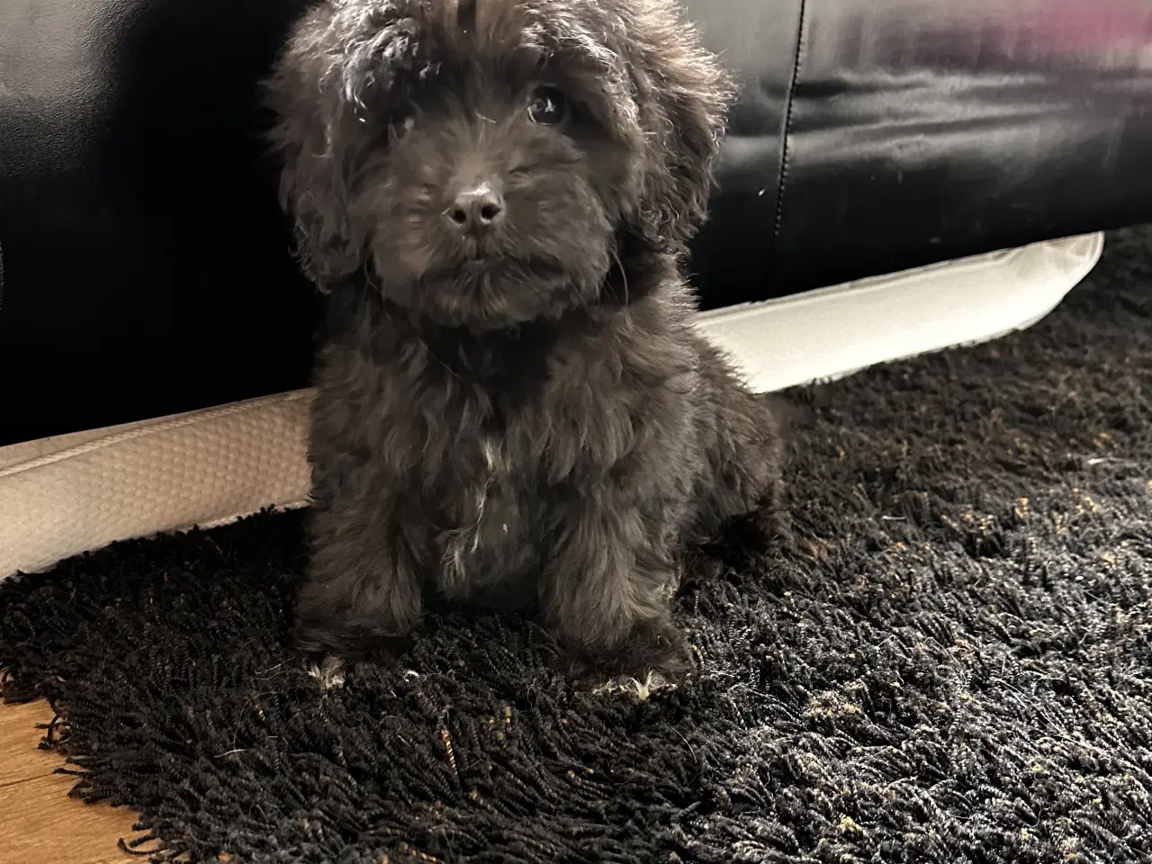 Billede 11 - Cavapoo F2B 