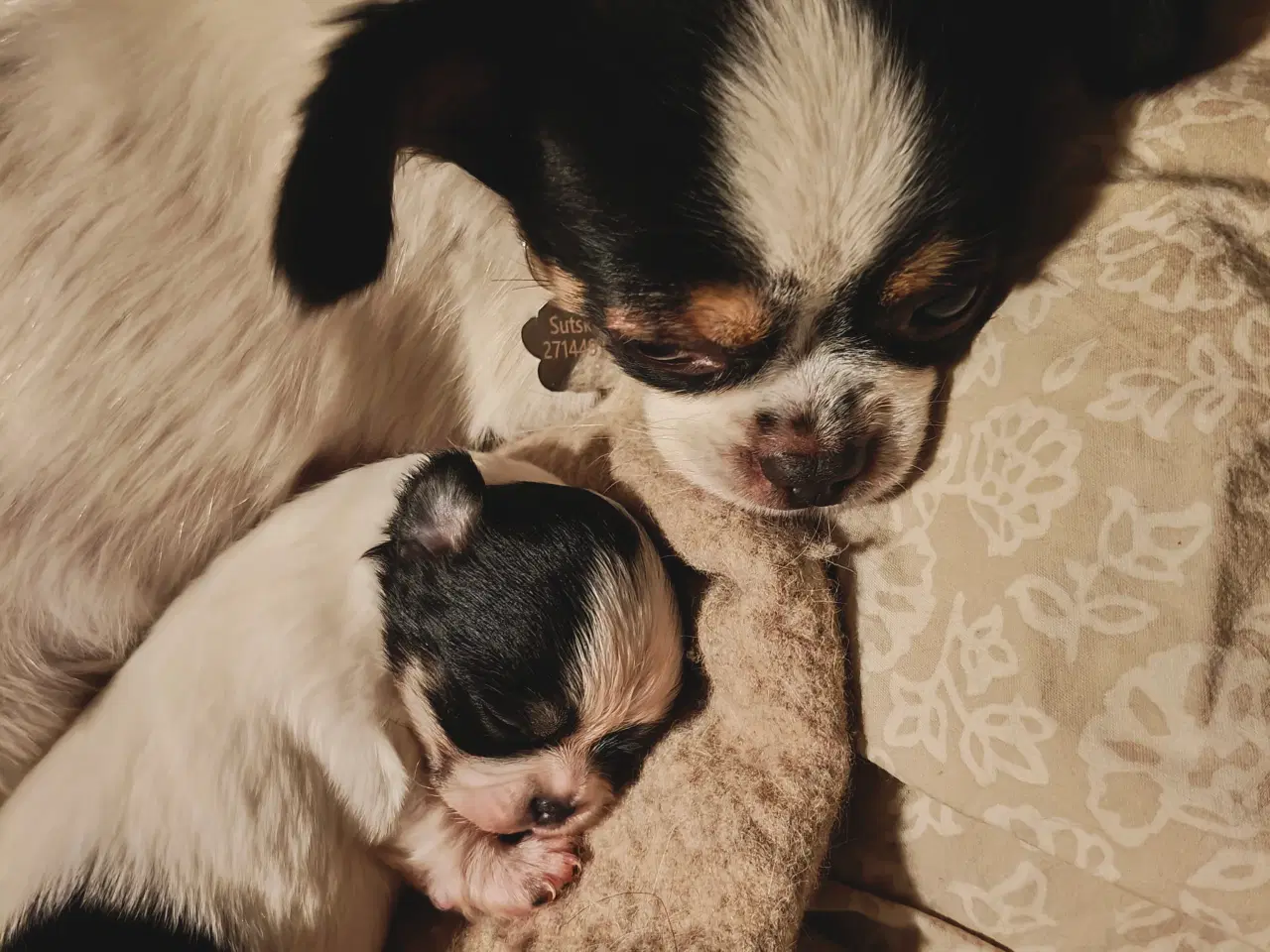 Billede 1 - Chihuahua med et strejf af shih tzu